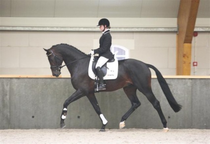 Beau under Saddle at the Stallion Test, Fall 2009