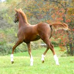 INTRODUCING EROTICA, LINGH FILLY WINNER AT NEDA 2009 BREEDSHOW