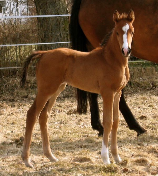 Odöpt , born on March 16th, 2010 in Sweden