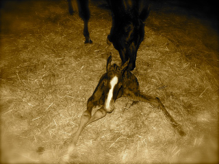 Lingh's filly 'Surf" at birth......2 weeks later, already jumping!