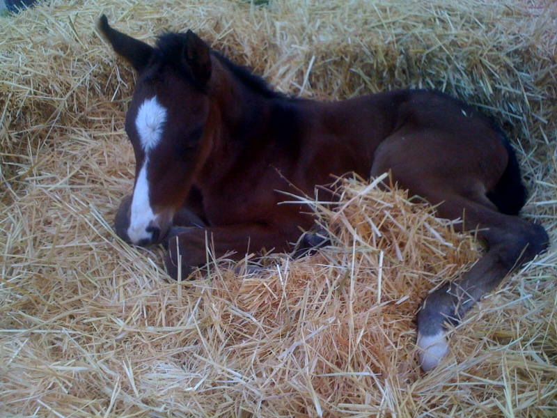 The Easter Bunny delivered a frisk filly named Faline Lingh at 2:30 Easter morning!