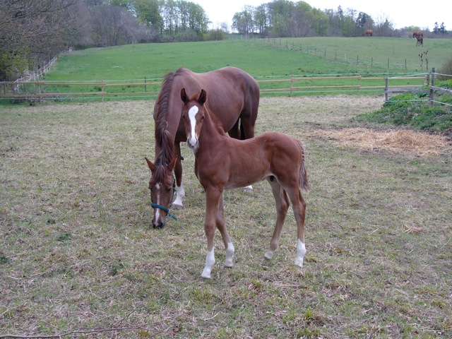 Swedish Colt, 11 days old....He has "the looks"  WOW