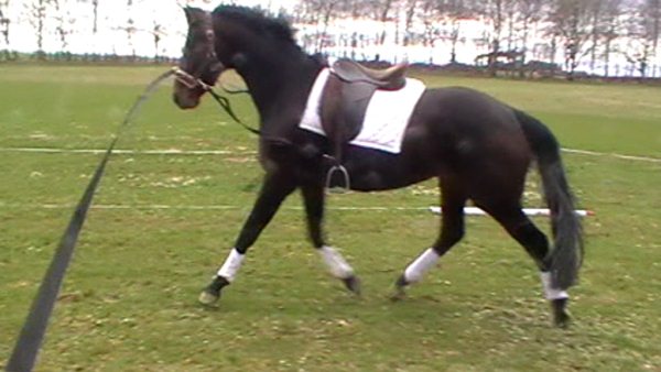 PHOTO TAKEN FROM INSIDE THE CIRCLE !  LEARNING TO LUNGE!