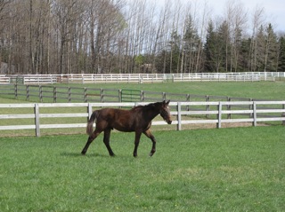 Hanging out in a smaller pasture now...