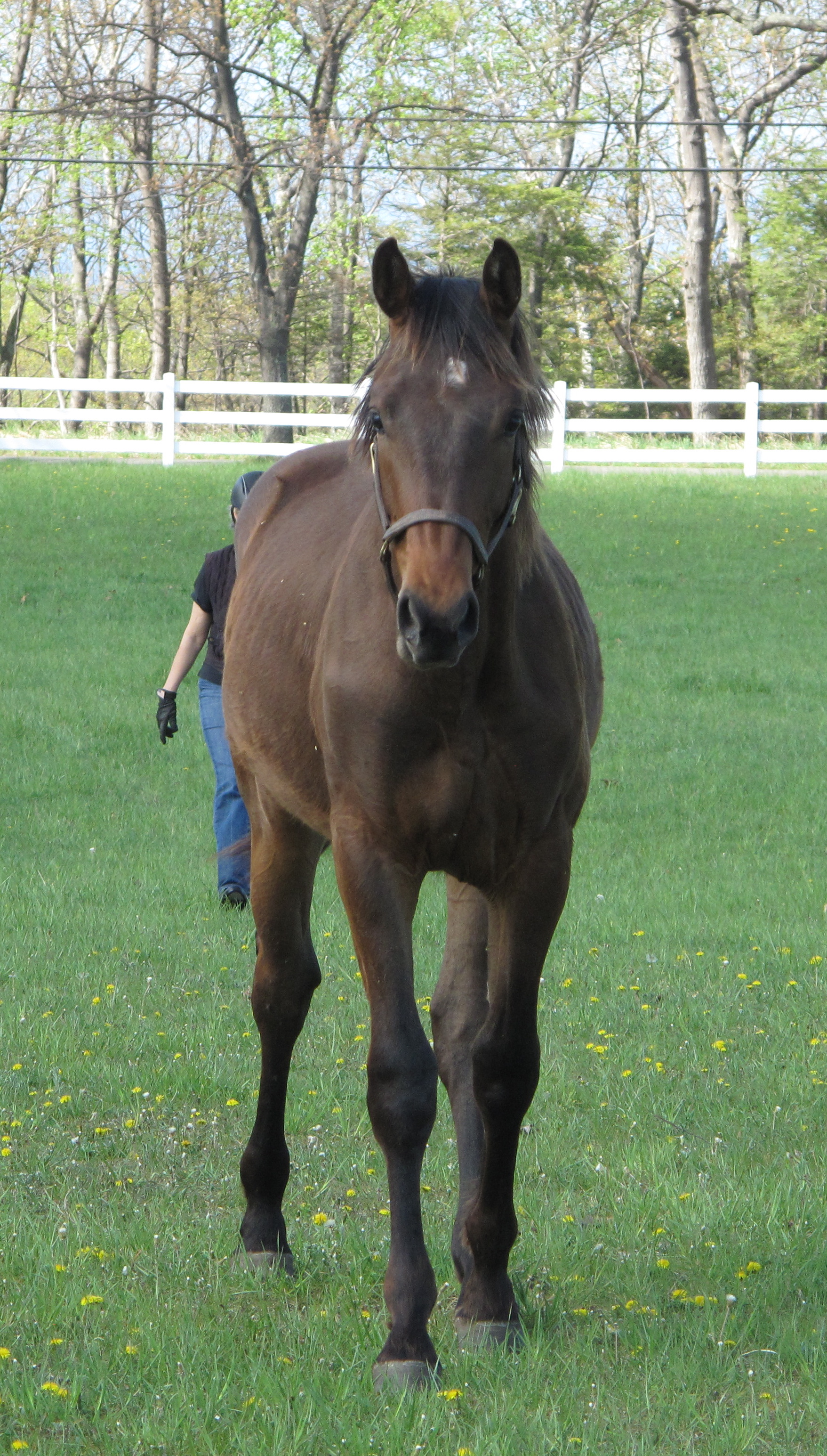 Behind, beside, in front, and then behind...yesterday Merlin had all the moves !